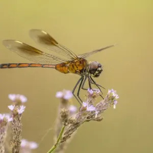 Millers Lake Dragonfly Print Millers Lake Dragonfly Print