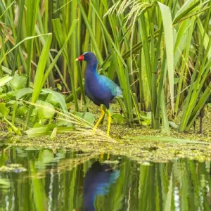 USA, Louisiana, Millers Lake. Purple gallinule reflecting in water. Credit as USA, Louisiana, Millers Lake. Purple gallinule reflecting in water. Credit as