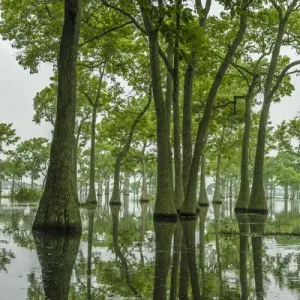 USA, Louisiana, Millers Lake. Tupelo trees reflect in lake USA, Louisiana, Millers Lake. Tupelo trees reflect in lake
