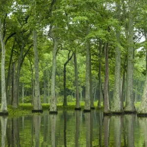 USA, Louisiana, Millers Lake. Tupelo trees reflect in lake USA, Louisiana, Millers Lake. Tupelo trees reflect in lake