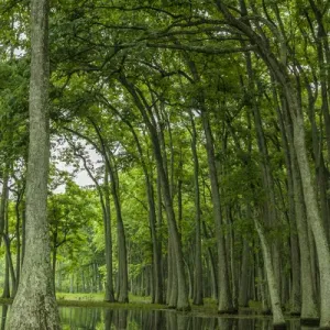 USA, Louisiana, Millers Lake. Tupelo trees reflect in lake USA, Louisiana, Millers Lake. Tupelo trees reflect in lake