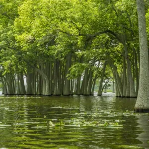 USA, Louisiana, Millers Lake. Tupelo trees reflect in lake USA, Louisiana, Millers Lake. Tupelo trees reflect in lake