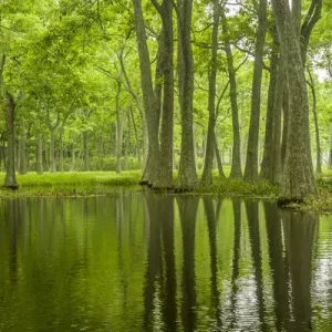 USA, Louisiana, Millers Lake. Tupelo trees in swamp USA, Louisiana, Millers Lake. Tupelo trees in swamp