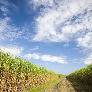 USA, Louisiana, St. Martinville. Sugar cane field
