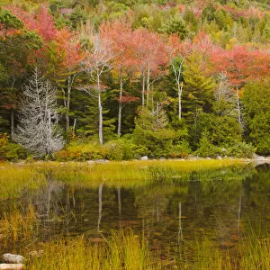 USA, Maine. Acadia National Park, reflections in the fall at Bubble Pond