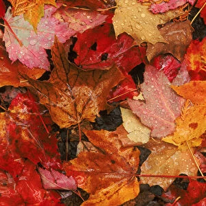 USA, Maine. Autumn maple leaves. Credit as: Marie Bush / Jaynes Gallery / DanitaDelimont