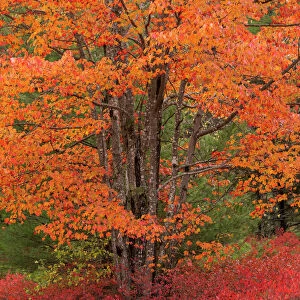 USA, Maine. Autumn tree with Red blueberry bushes in Acadia National Park
