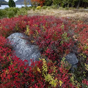 USA, Maine. Boulders nestled among low bush blueberry near Jordan Pond and The Bubbles