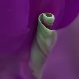 USA, Maine, Cape Elizabeth. Twisted tulip petal USA, Maine, Cape Elizabeth. Twisted tulip petal