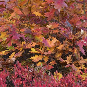USA, Maine. Colorful autumn colors of Low Bush Blueberry and Bigleaf Maple, Acadia National Park