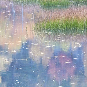 USA, Maine. Grasses and lily pads with reflections, the Tarn. Acadia National Park