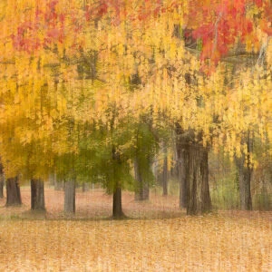 USA, Maine, Harpswell. Autumn-colored trees