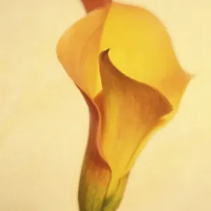 USA, Maine, Harpswell. Calla lily close-up USA, Maine, Harpswell. Calla lily close-up