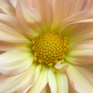 USA, Maine, Harpswell. Dahlia detail. Credit as: Kathleen Clemons / Jaynes Gallery / DanitaDelimont USA, Maine, Harpswell. Dahlia detail. Credit as: Kathleen Clemons / Jaynes Gallery / DanitaDelimont