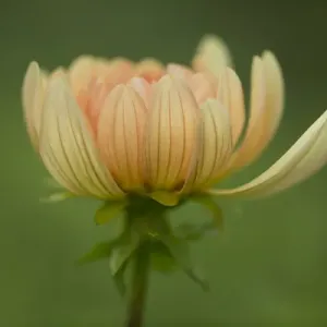 USA, Maine, Harpswell Print - Dahlia flower in a coastal landscape USA, Maine, Harpswell Print - Dahlia flower in a coastal landscape