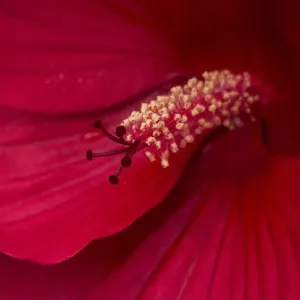 USA, Maine, Harpswell. Hibiscus detail. Credit as: Kathleen Clemons / Jaynes Gallery USA, Maine, Harpswell. Hibiscus detail. Credit as: Kathleen Clemons / Jaynes Gallery