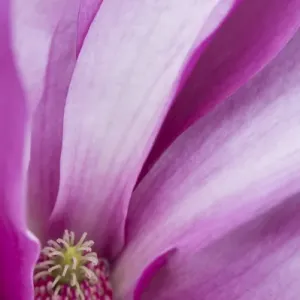 USA, Maine, Harpswell. Magnolia flower interior USA, Maine, Harpswell. Magnolia flower interior