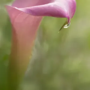 USA, Maine, Harpswell. Pink calla lily with dew USA, Maine, Harpswell. Pink calla lily with dew