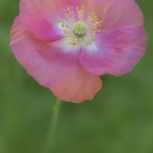 USA, Maine, Harpswell. Pink poppy. Credit as: Kathleen Clemons / Jaynes Gallery / DanitaDelimont USA, Maine, Harpswell. Pink poppy. Credit as: Kathleen Clemons / Jaynes Gallery / DanitaDelimont