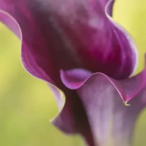 USA, Maine, Harpswell. Purple calla lily close-up USA, Maine, Harpswell. Purple calla lily close-up