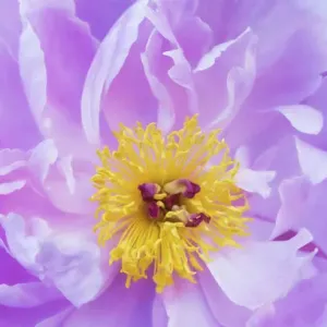 USA, Maine, Harpswell. Purple peony detail USA, Maine, Harpswell. Purple peony detail