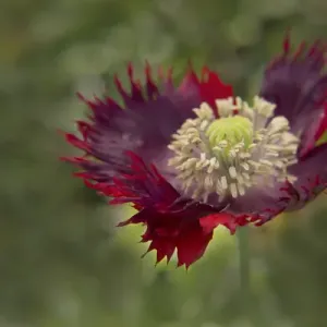 USA, Maine, Harpswell. Red poppy. Credit as: Kathleen Clemons / Jaynes Gallery / DanitaDelimont USA, Maine, Harpswell. Red poppy. Credit as: Kathleen Clemons / Jaynes Gallery / DanitaDelimont