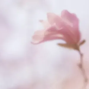 USA, Maine, Harpswell. Soft magnolia flower USA, Maine, Harpswell. Soft magnolia flower