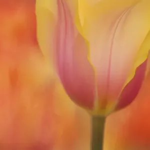 USA, Maine, Harpswell. Tulip on textured background USA, Maine, Harpswell. Tulip on textured background