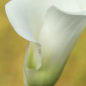 USA, Maine, Harpswell. White calla lily. Credit as: Kathleen Clemons / Jaynes Gallery USA, Maine, Harpswell. White calla lily. Credit as: Kathleen Clemons / Jaynes Gallery