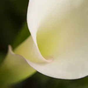 USA, Maine, Harpswell. White calla lily close-up USA, Maine, Harpswell. White calla lily close-up