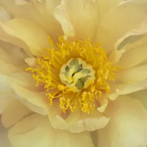 USA, Maine, Harpswell. Yellow peony. Credit as: Kathleen Clemons / Jaynes Gallery / DanitaDelimont USA, Maine, Harpswell. Yellow peony. Credit as: Kathleen Clemons / Jaynes Gallery / DanitaDelimont