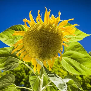 USA, Maine, Wiscasset, sunflower