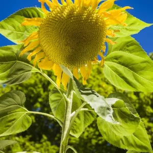 Maine Wiscasset Sunflower Print Maine Wiscasset Sunflower Print
