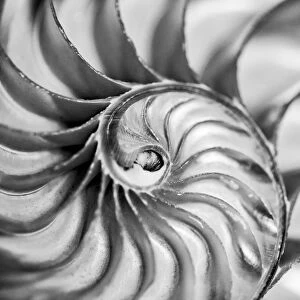 USA, Martinsville, Indiana. Macro view of the interior of a nautilus shell