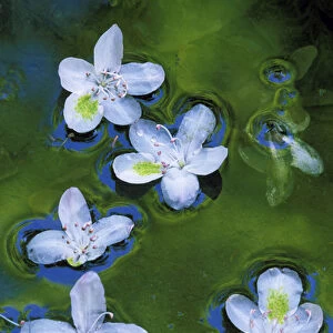 USA, Maryland, Azalea blossoms floating in stream with reflections