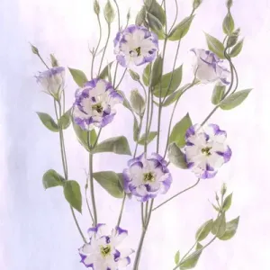 USA, Maryland, Bethesda, Purple and White, Digitally Altered USA, Maryland, Bethesda, Purple and White, Digitally Altered