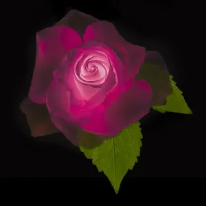 USA, Maryland, Bethesda, Rose on Black, Digitally Altered