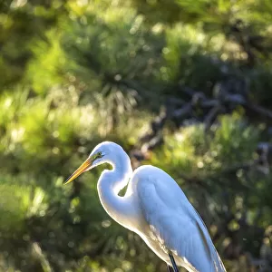 USA, Maryland, Chincoteague Island, egret