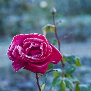 USA, Massachusetts, Cape Ann, Annisquam. Roses after first frost