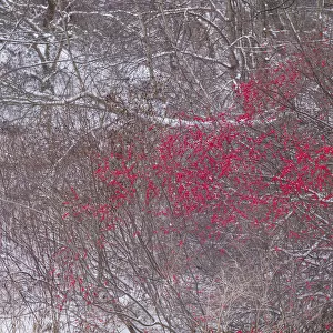 USA, Massachusetts, Cape Ann, Annisquam. Winterberries, Ilex verticillata, winter