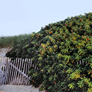 USA, Massachusetts, Cape Cod NS. Wild roses grow along the coast at Cape Cod National Seashore