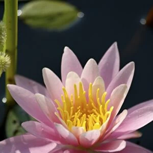 USA, Massachusetts, Great Barrington, lily pad flower