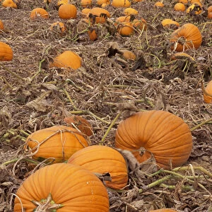 USA, Massachusetts, near Shelbourne Pumpkins in field ready for harvest