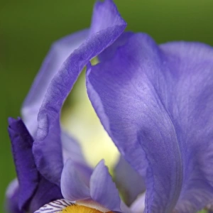 USA, Massachusetts, Reading, close-up of bearded iris