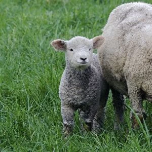 USA, Massachusetts, Shelburne. A lamb stands next to a sheep among tall grass