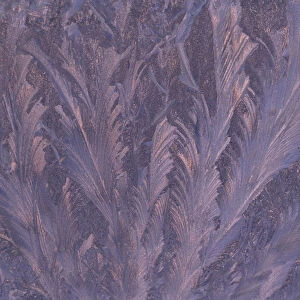 USA, Michigan, Feathery frost patterns on window. Credit as: Mark Carlson / Jaynes
