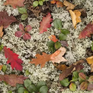 USA, Michigan, Keewenaw Peninsula. The forest floor of leaves, pine needles, lichens USA, Michigan, Keewenaw Peninsula. The forest floor of leaves, pine needles, lichens