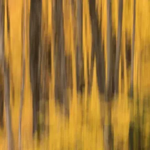 USA, Michigan. Panned abstract of trees with autumn foliage USA, Michigan. Panned abstract of trees with autumn foliage