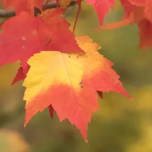 USA, Michigan. Red and yellow maple leaves on tree, Keewenaw Peninsula USA, Michigan. Red and yellow maple leaves on tree, Keewenaw Peninsula