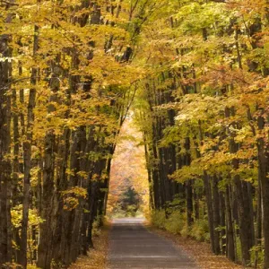 USA, Michigan. Trees lining Cathedral Road form a cathedral like shape overhead USA, Michigan. Trees lining Cathedral Road form a cathedral like shape overhead